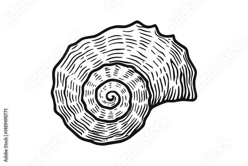 Detailed Seashell Illustration: Intricate Line Art of Nature