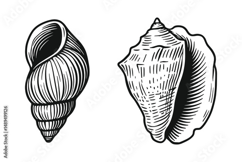 Detailed Hand-Drawn Illustration: Two Distinct Sea Shells in Artistic Style