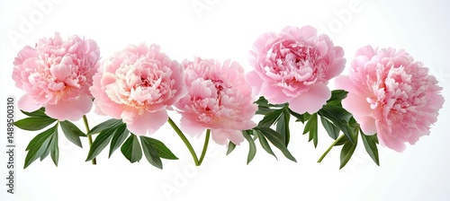 Wallpaper Mural Five large soft pink peony flowers with lush green leaves displayed in a row against a white background, evoking freshness and delicate natural beauty Torontodigital.ca