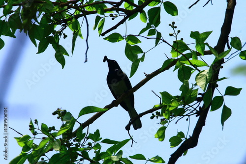 oriental magpie robin bird photography in india