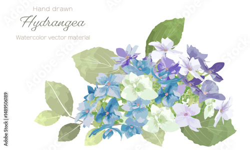 水彩で描いた青と紫の紫陽花のイラスト