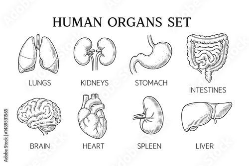 Detailed Anatomical Sketch: Illustrative Depiction of Essential Human Internal Organs