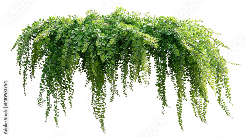 Lush Fern Cascade: This image showcases a vibrant, cascading fern, its verdant fronds elegantly draping downward, showcasing the raw beauty of nature in a refreshing display.