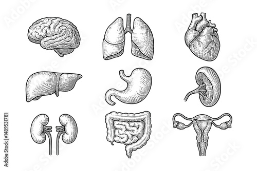 Engraved Illustration Collection of Human Internal Organs. Anatomy Study Set in Detail. Medicine