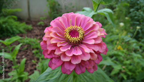 Zinnia elegans flower