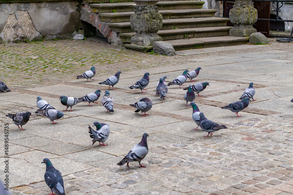 Fototapeta premium flock of pigeons walking across a stone courtyard in front of old decorative stairs with a balustrade. The birds move freely through the historic urban space, creating a natural scene of everyday city