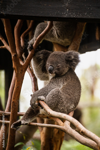 Photography koala in a tree