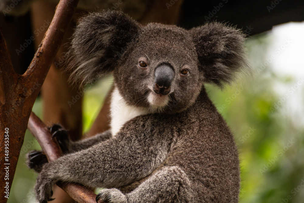 Fototapeta premium Portrait of Koala
