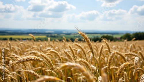the gentle rustling of the wheat as it sways in the wind, creating a soothing and peaceful soundtrack to the picturesque landscape.