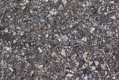 Close up Shell in asphalt walking path. Broken seashells, asphalt. Texture background, pattern.