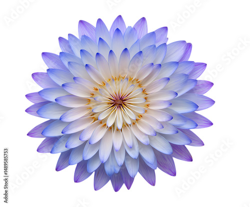Beautiful Aster petals 