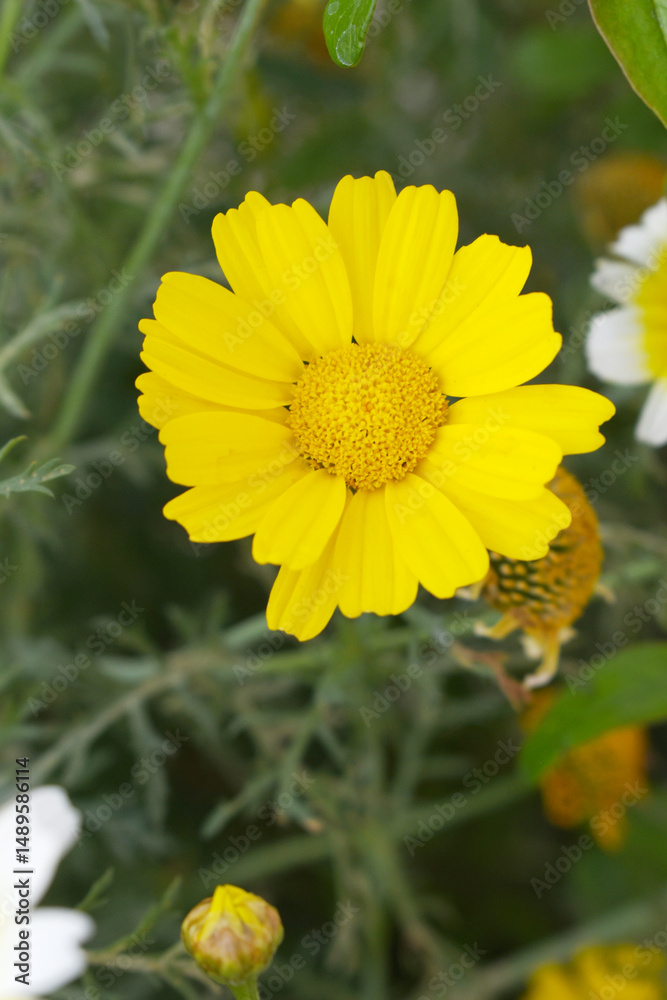 Obraz premium Bright Yellow Crown Daisy, Close-up of a Bright yellow crown daisy flower, blooming in nature, Close-up shot of beautiful yellow Crown Daisy flower (Chrysanthemum coronarium), Crown Daisy,