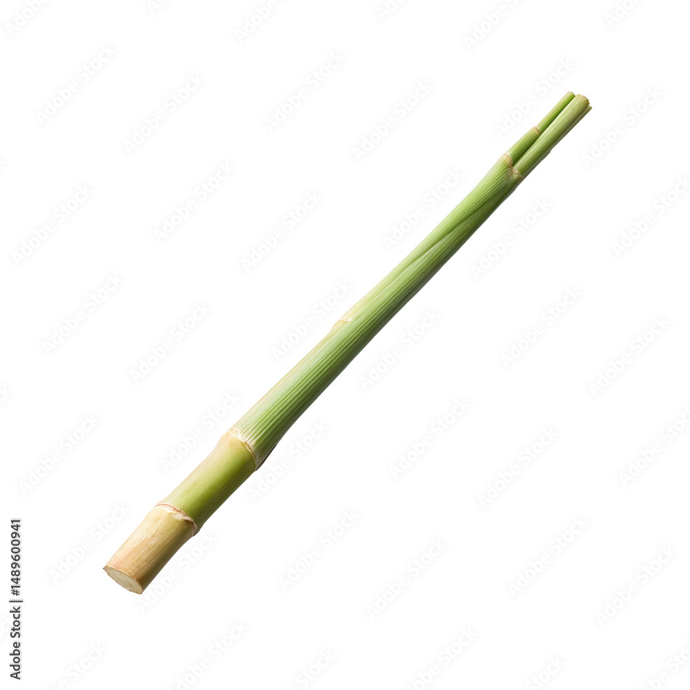 Fototapeta premium Single stalk of fresh green Lemongrass isolated on black background