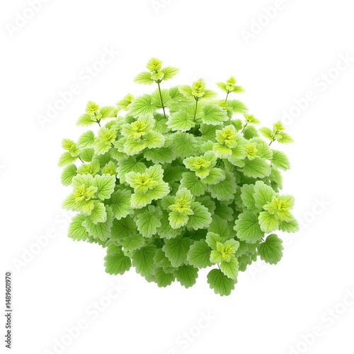 Lush Green Variegated Glechoma Hederacea Bush, Top View
