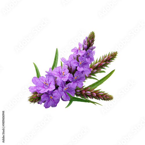 Vibrant Purple Flowers of Lythrum Salicaria (Spiked Loosestrife)