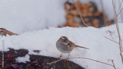 Footage shows a White-throated Sparrow, a passerine bird of the New World sparrow family. These birds are native to North America and are known for their distinctive white throat and yellow lores