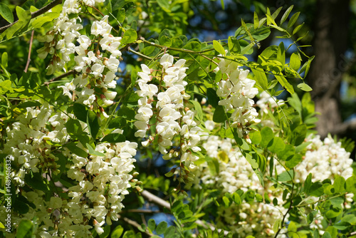 Bilde på lerret Closeup on the fragrant white flowers of the Black locus or false acacia, Robini