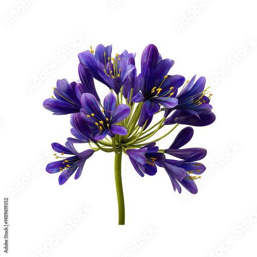 Vibrant Purple Agapanthus Flower Cluster on white background