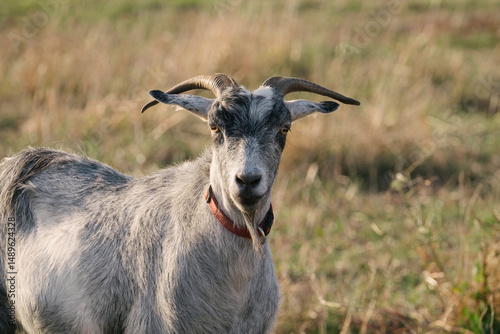 Cheeky billy goat with beard and horns