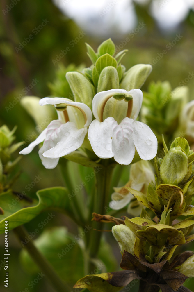 Fototapeta premium A green Plant of Justicia adhatoda vasica or malabar nut plant in selective focus and background blur, the white Justicia adhatoda blossom in spring, Chakwal, Punjab, Pakistan