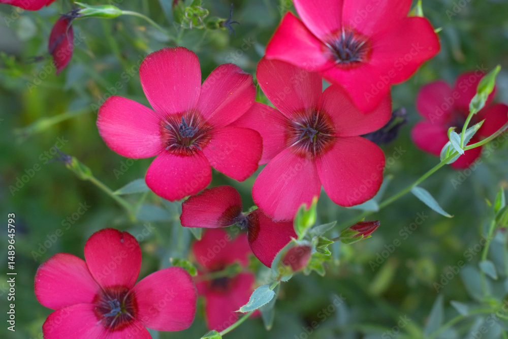 Fototapeta premium Linum Grandiflorum Rubrum Scarlet Flax bloomed in the garden on a flower bed, Red Linum Grandiflorums closeup in nature, Red flaxs or flowering flaxs, scarlet flax, crimson flax flower head close-up