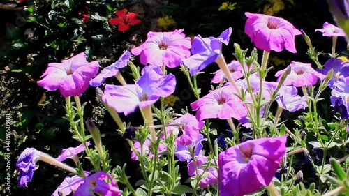 Petunia, Grandiflora, Hedgiflora, Multiflora, Milliflora Pink and Purple flower photo