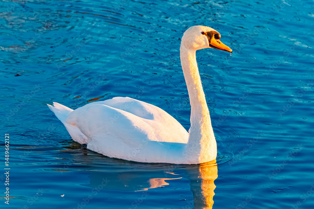 Fototapeta premium Cygnus olor, mute swan, on a sunny spring day