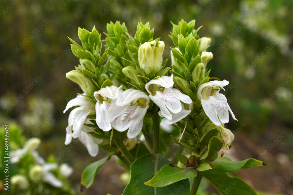 A green Plant of Justicia adhatoda vasica or malabar nut plant in selective focus and background blur, the white Justicia adhatoda blossom in spring, Chakwal, Punjab, Pakistan A green Plant of Justicia adhatoda vasica or malabar nut plant in selective focus and background blur, the white Justicia adhatoda blossom in spring, Chakwal, Punjab, Pakistan