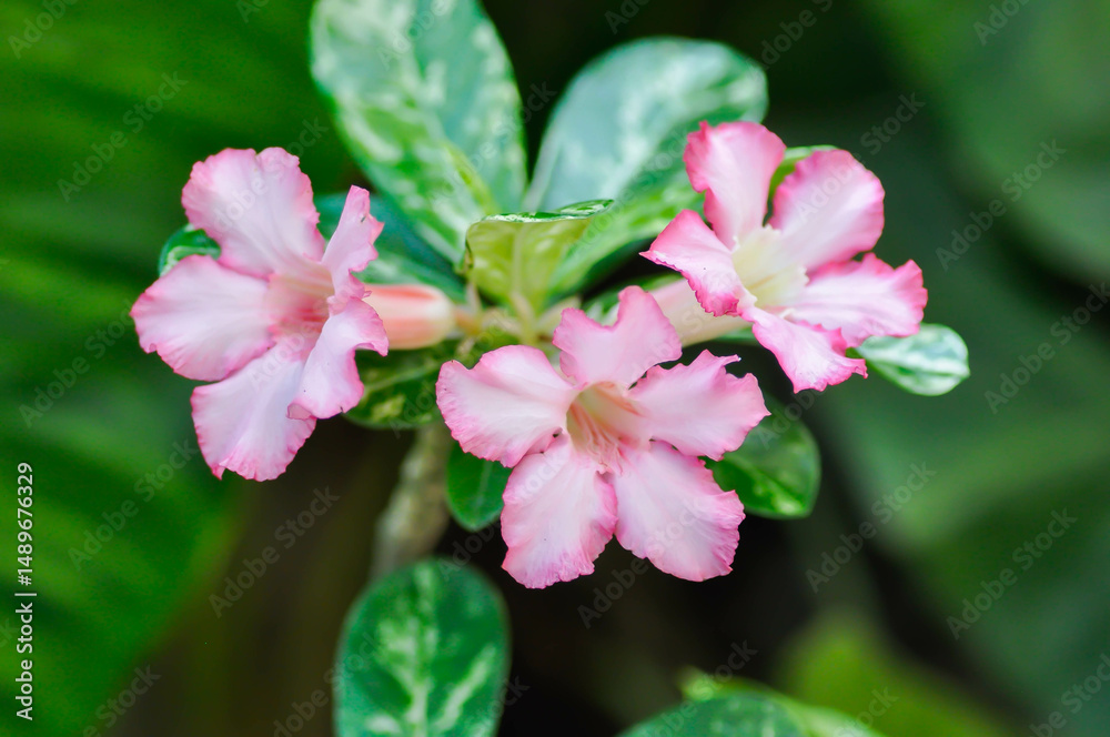 Fototapeta premium Desert rose, Impala lily or adenium obesum or Roem and Schult or Impala Lily or Pink Bignonia or Mock Azalea