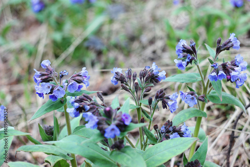 purple forest flowers lungwort grow in spring in the forest