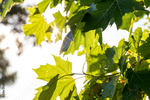 Sun flare through plane tree leaves