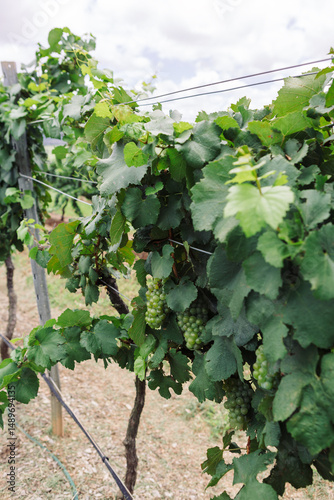Close up of white grape variety on the vine