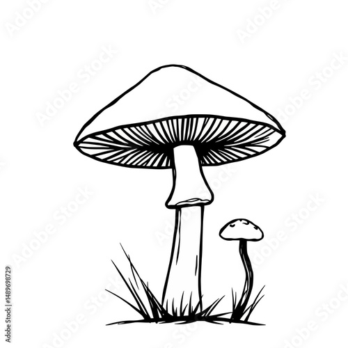 Hand drawn line art of two mushrooms