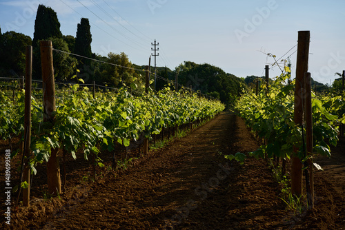 terrestrial plant of the Grapevine family in an agricultural landscape