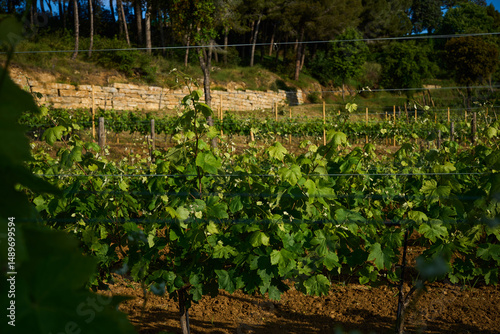 terrestrial plant of the Grapevine family in an agricultural landscape