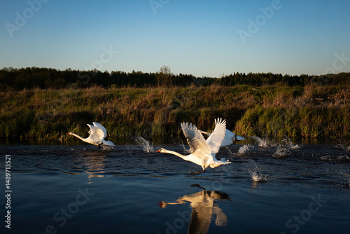 Fototapeta Naklejka Na Ścianę i Meble -  a few wild swans start to fly from the river at sunset