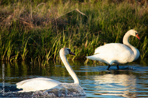 Portrait of two swans swimming on the river at sunset.