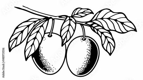 Illustration of two plums hanging from a branch with leaves in a black and white drawing style created with generated ai