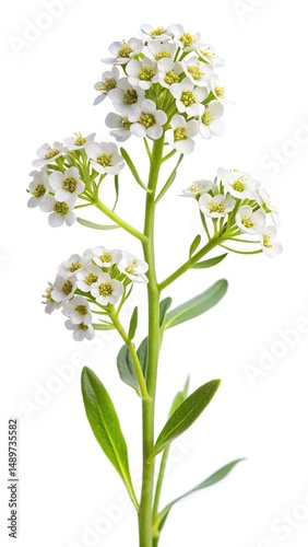 Wallpaper Mural Close up photograph of a delicate white Sweet Alyssum flower isolated Torontodigital.ca