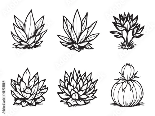 Haworthia line art vector illustration