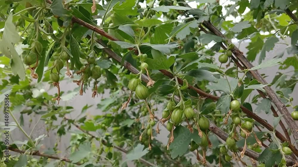 Green currants growing on a bush. The bush is swaying in the wind. Green currants growing on a bush. The bush is swaying in the wind.