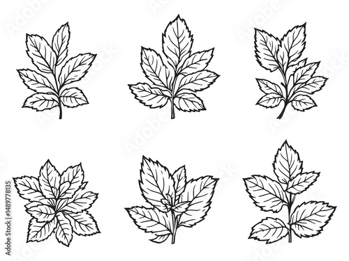 Mint line art vector illustration