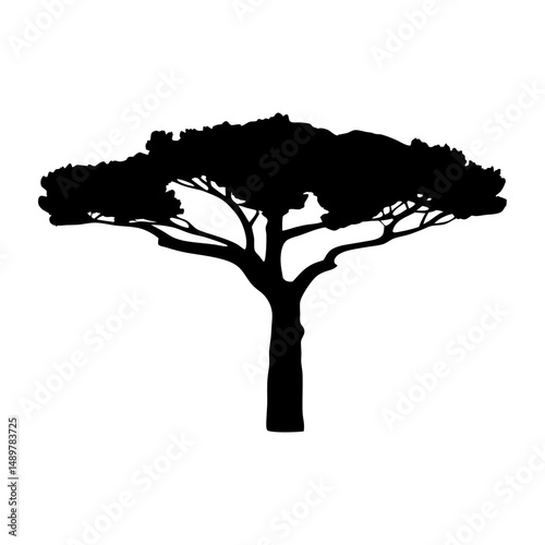 Stone pine tree mature silhouette vector illustration