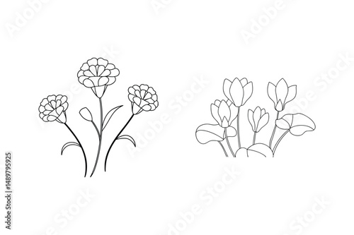 Elegant minimalist floral line drawings featuring carnations and cyclamen for creative designs