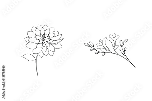 Elegant hand drawn dahlia and freesia flower outlines on a blank white background