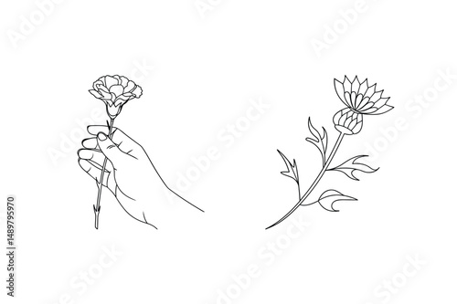 Elegant line drawing of a hand holding a carnation and a beautiful thistle flower