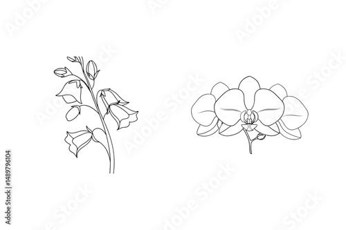 Elegant line art illustration of orchid and bellflower floral elements on white background
