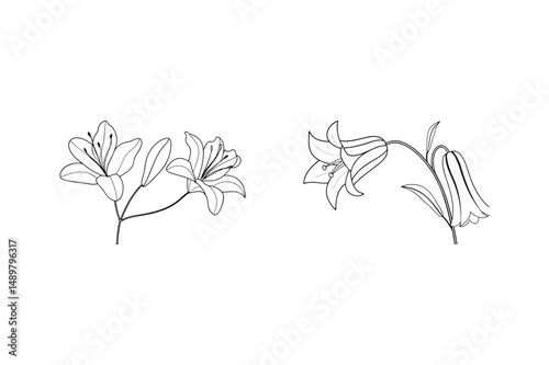 Elegant black and white line art illustrations of lily and bellflower blossoms