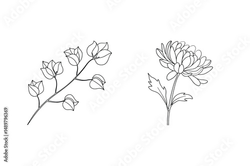 Elegant minimalist botanical illustration of flowers branch and single chrysanthemum in black and white
