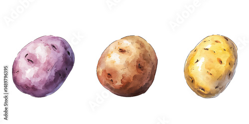 Watercolor illustration of different potato varieties vector image with transparent background